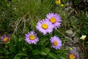 Aster alpinus