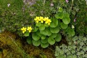 Viola biflora