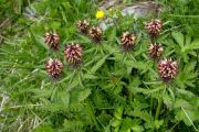 Pedicularis recutita