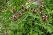 Pedicularis recutita