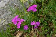 Primula hirsuta