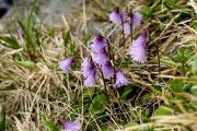 Soldanella alpina