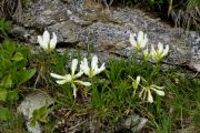 Trifolium alpinum