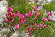 Trifolium alpinum