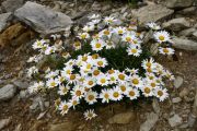 Leucanthemopsis alpina