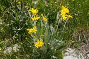 Senecio doronicum