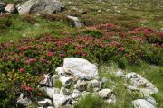 Rhododendron ferrugineum