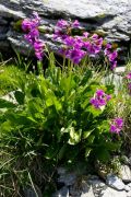 Primula latifolia