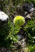 Pulsatilla alpina subsp. apiifolia