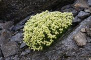 Saxifraga moschata