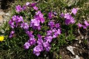 Primula integrifolia