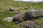 Primula integrifolia