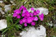 Primula hirsuta