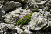 Primula latifolia