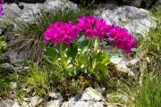 Primula x berninae