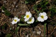 Ranunculus pyrenaeus