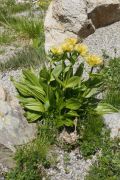 Gentiana punctata