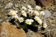 Leucanthemopsis alpina