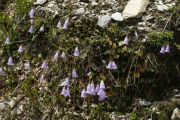 Soldanella pusilla