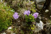 Primula glutinosa