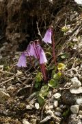 Soldanella pusilla