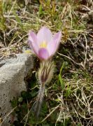 Pulsatilla vernalis