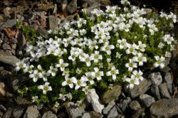 Arenaria tetraquetra
