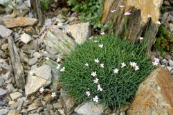 Dianthus arpadianus