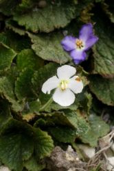 Ramonda myconi 'Alba'