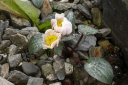 Ranunculus parnassifolius Nuria Form